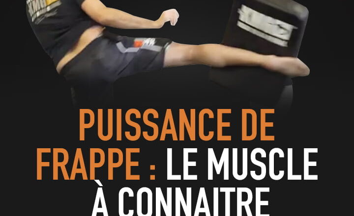 PUISSANCE DE FRAPPE : LE MUSCLE À CONNAÎTRE