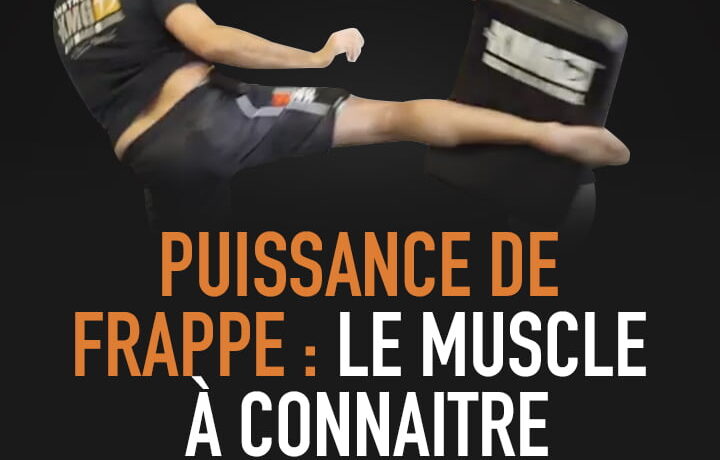 PUISSANCE DE FRAPPE : LE MUSCLE À CONNAÎTRE
